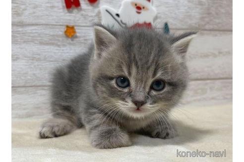 成約済の山梨県のスコティッシュフォールド-41036の1枚目